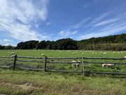 ������񑺂̎ʐ^2