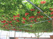 ������񑺂̎ʐ^4