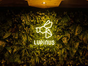LUPINUS�̎ʐ^4