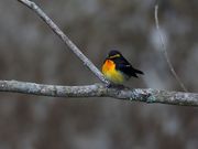 �͂�Ȏ��R�N���u�̎ʐ^4