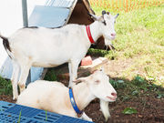 �����A�O���p�[�N����̎ʐ^4