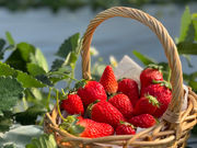 BerryBeanFARM�̎ʐ^2