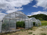 �㉺���F�_���̎ʐ^2