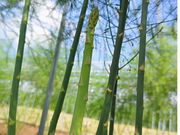 �㉺���F�_���̎ʐ^3