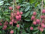 ��̗t���C�`�̎ʐ^2