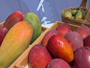 ��̗t���C�`�̎ʐ^3