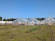 ��̗t���C�`�̎ʐ^4