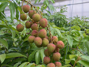 ��̗t���C�`�̎ʐ^2