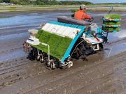 �� Rice Farm�̎ʐ^2