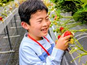 THEFARM_strawberry�x�W�t���t�@�[���������_���̎ʐ^2