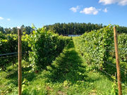 NIKI Hills Winery�̎ʐ^4