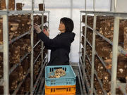 �z�b�v�t�@�[���̎ʐ^3