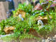mintmoss̎ʐ^2