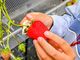 THEFARM_strawberry�x�W�t���t�@�[���������_���̎ʐ^4