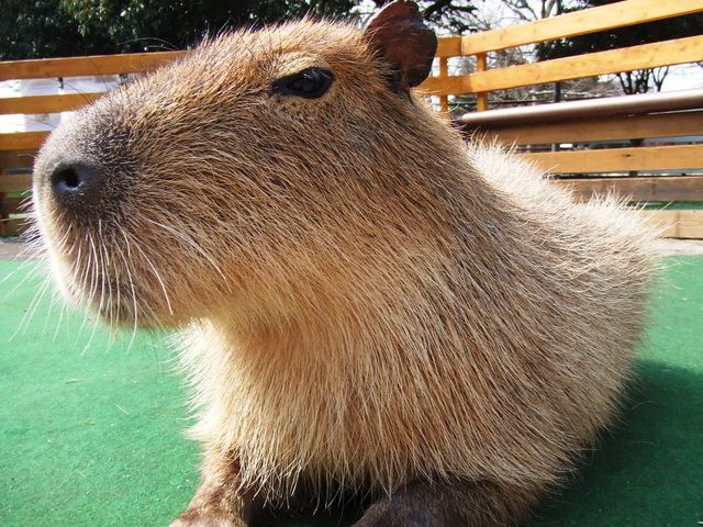 �����n�̃J�s�p������_��R�g���E�\�[���q��