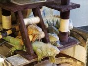 ঒��ރJ�t�F ROCK STAR ���b�N�X�^�[�̎ʐ^1