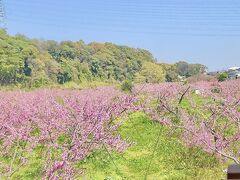 �a�H�� �����̎ʐ^1