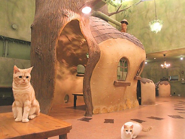 Cat Cafe Ă܂̂̎ʐ^1