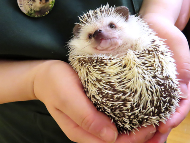 nlY~JtF HARRY WOOD n[Ebh ÉhX̎ʐ^1