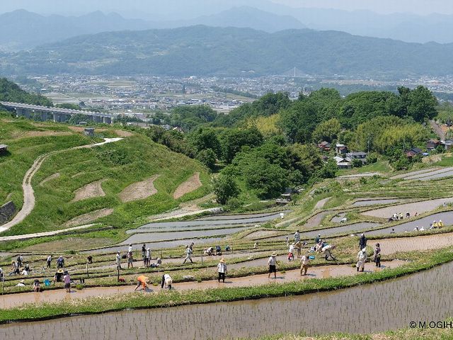 ���c�A���܂�i5�����{�j_��q�̒I�c