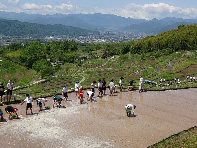 ���c�A���܂�i5�����{�j_��q�̒I�c