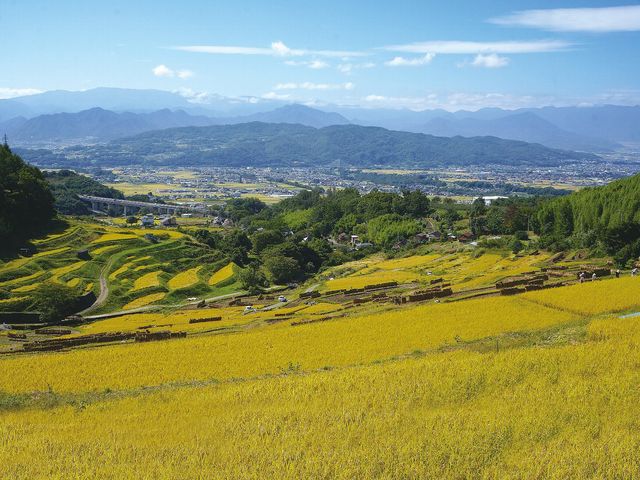 �H�̈�q�i9���j_��q�̒I�c