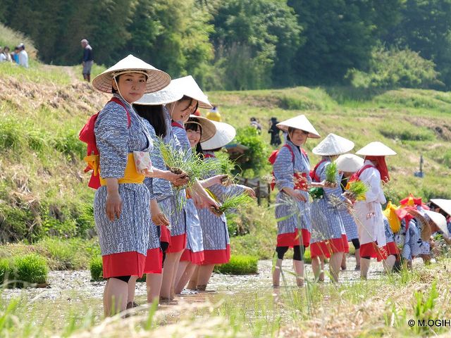 ���c�A���܂�i5�����{�j_��q�̒I�c