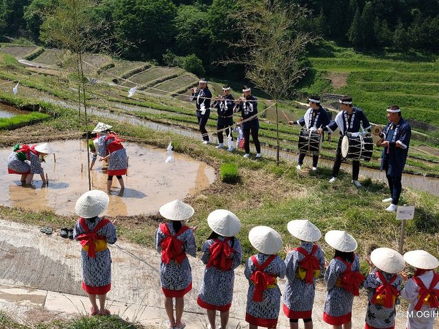 ���c�A���܂�i5�����{�j_��q�̒I�c