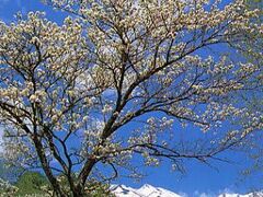 乗鞍高原のスモモの花の写真1