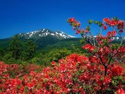 ��ƍ����̃����Q�c�c�W�̎ʐ^1