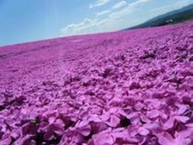 �T���s���[�p�[�N�ō�_�ō�