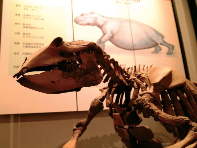 ���񓮕����Δ�����