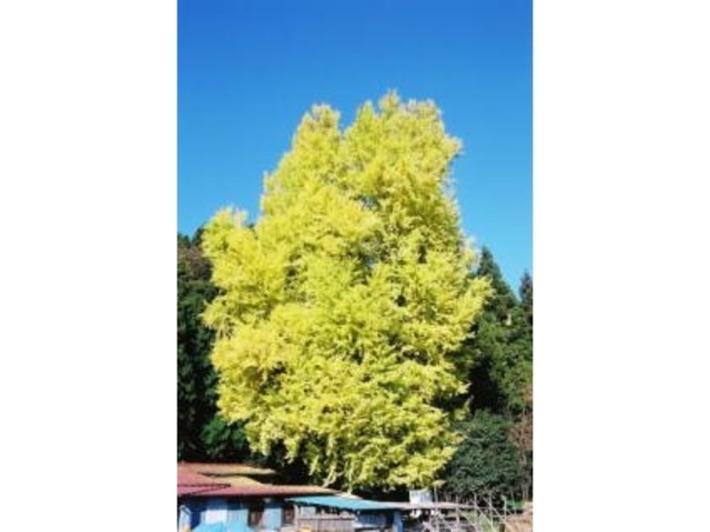 �ېX�̃C�`���E