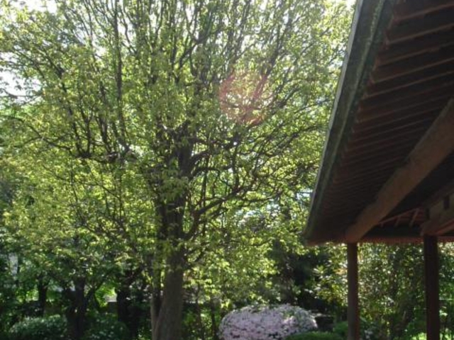 ���ԉƋ��ʓ@�뉀�̎ʐ^1