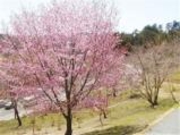 ���������̎ʐ^1