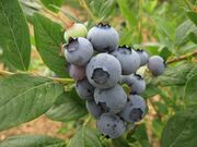 �u���[�x���[�E�ݎ��̌��̎ʐ^2