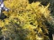 �t���_�Ђ̎ʐ^1