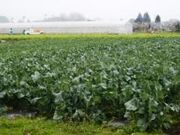 ����_���̎ʐ^2