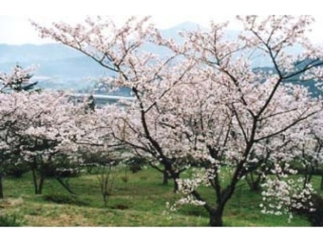 �����̕����_�����̕�����^������