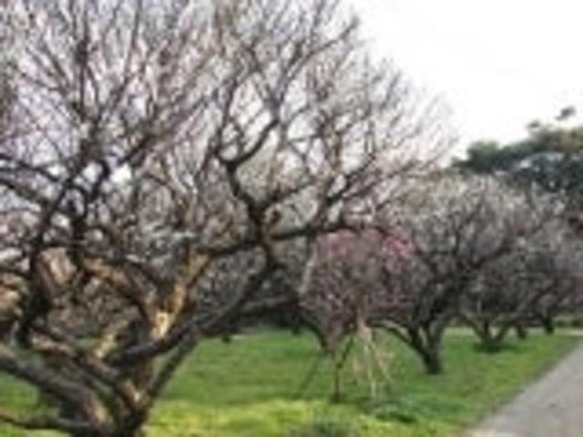 �o�����^���߂̎ʐ^1