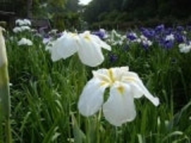 ���֎s���|�Z���^�[�^���傤�Ԃ̎ʐ^1