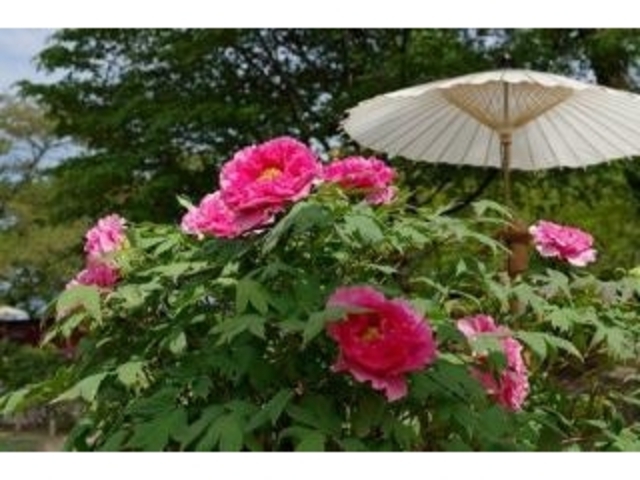 �Ƃ�������^�ڂ���_�Ƃ�������^�{�^��