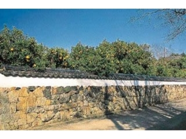 ���Ɖ��~�Ձ^�Ă݂���̉Ԃ̎ʐ^1