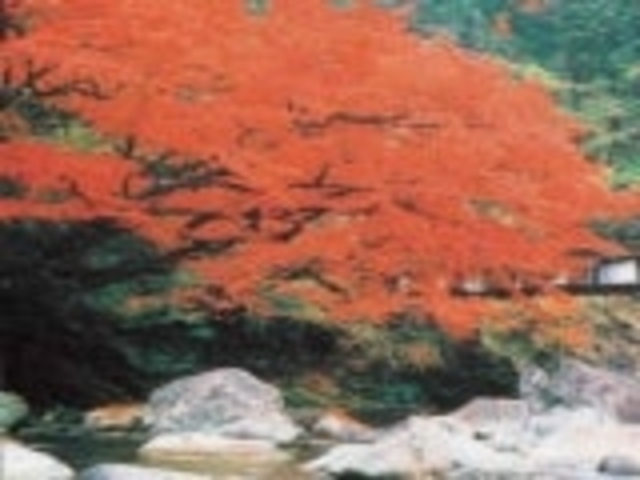 �ؒJ�̋{���~�W�̎ʐ^1