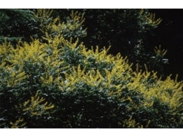 �����̃��N�Q���W�Q���n�̎ʐ^1