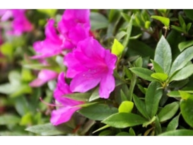 �ѐΊω��^���̎ʐ^1