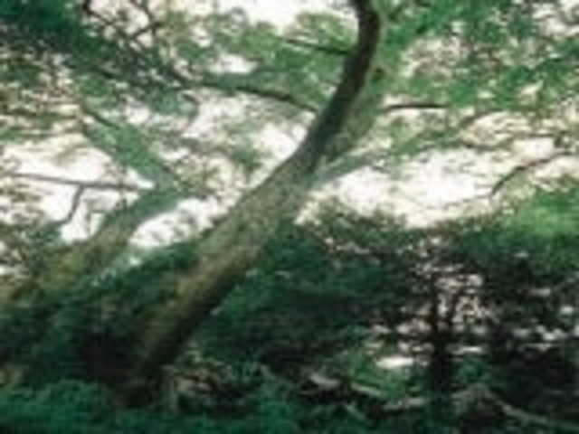 �߃��䔪���{�̃N�X�m�L�̎ʐ^1