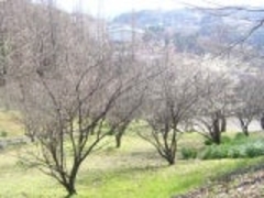 �V�̎R�����^���߂̎ʐ^1