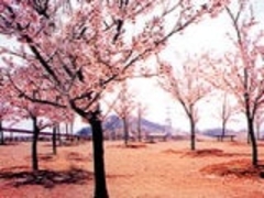 蜂ヶ峯総合公園/さくらの写真1