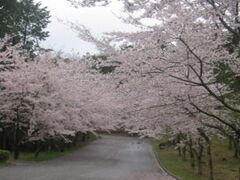 秋吉台家族旅行村「桜の園」/さくらの写真1